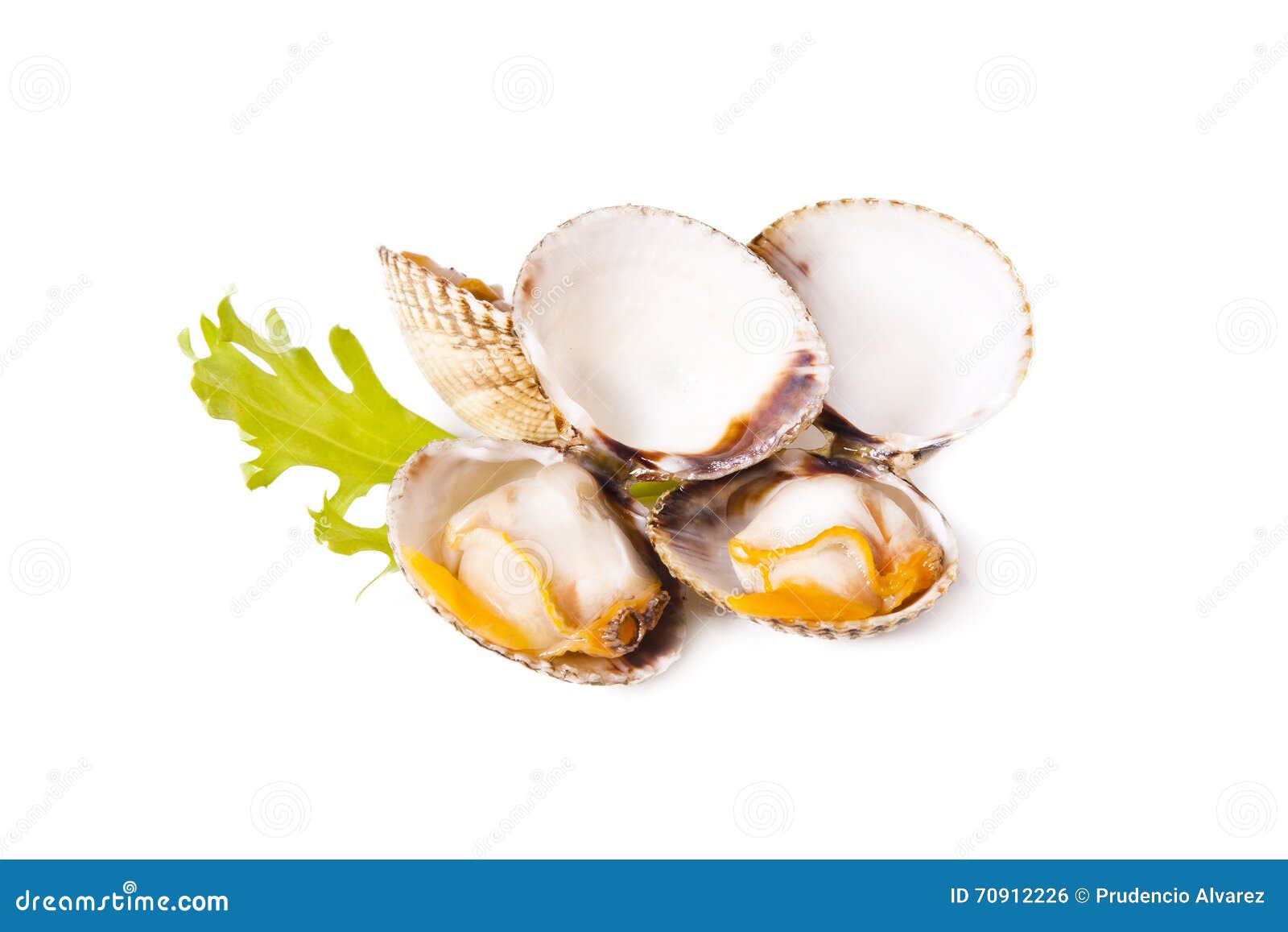 Cockles isolated stock photo. Image of gourmet, galicia 70912226