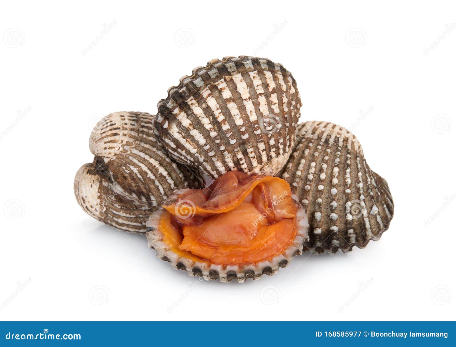 Cockles Seafood Isolated on White Stock Image Image of marine, clams