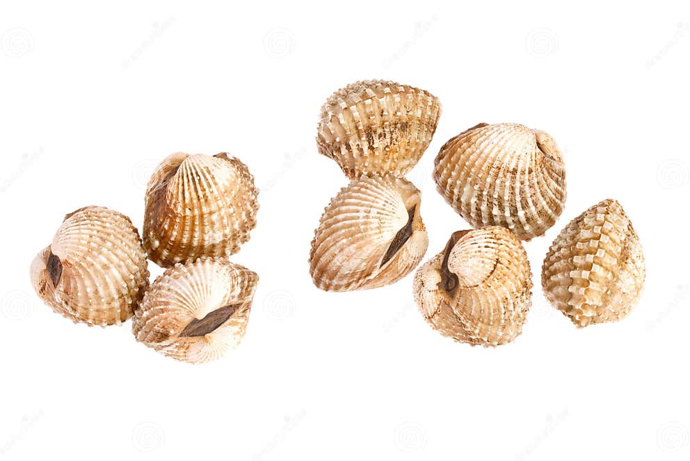 Cockles on white stock photo. Image of limpet, stones 31761860