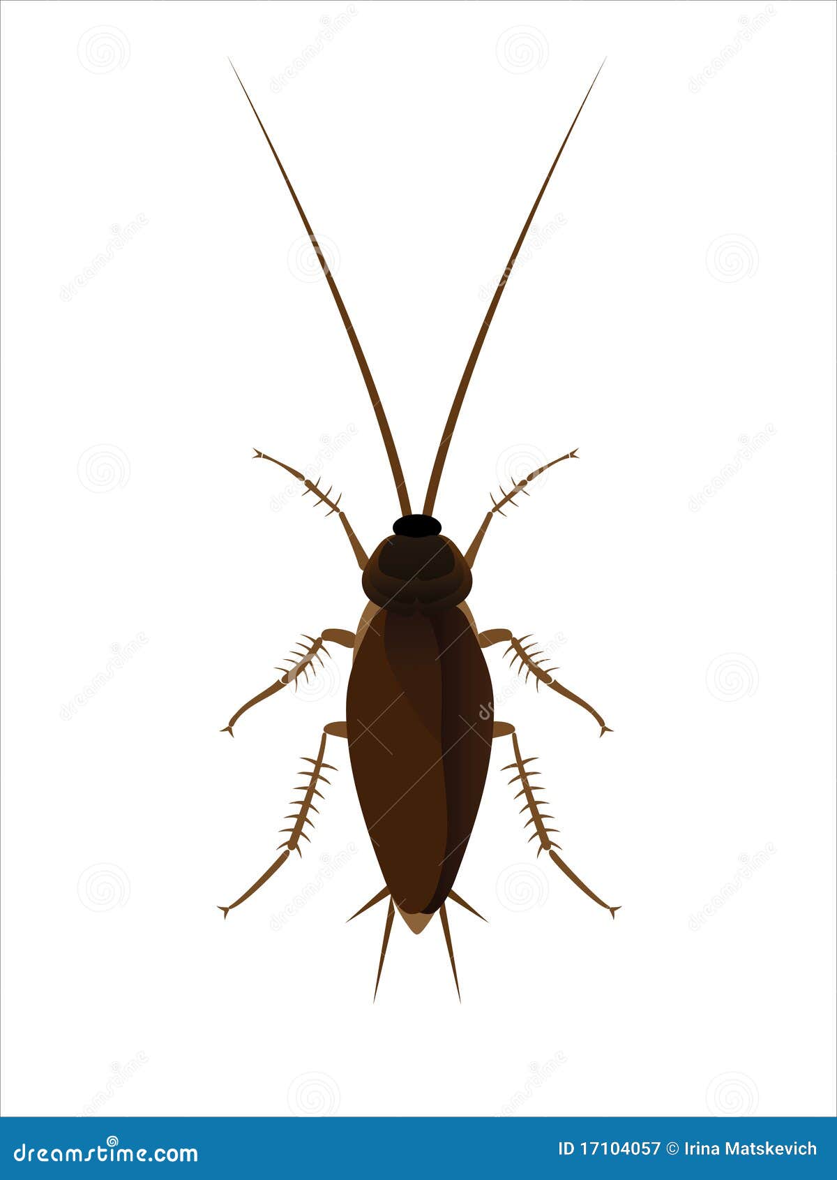 Cockroach stock vector. Illustration of black, poisonous - 17104057