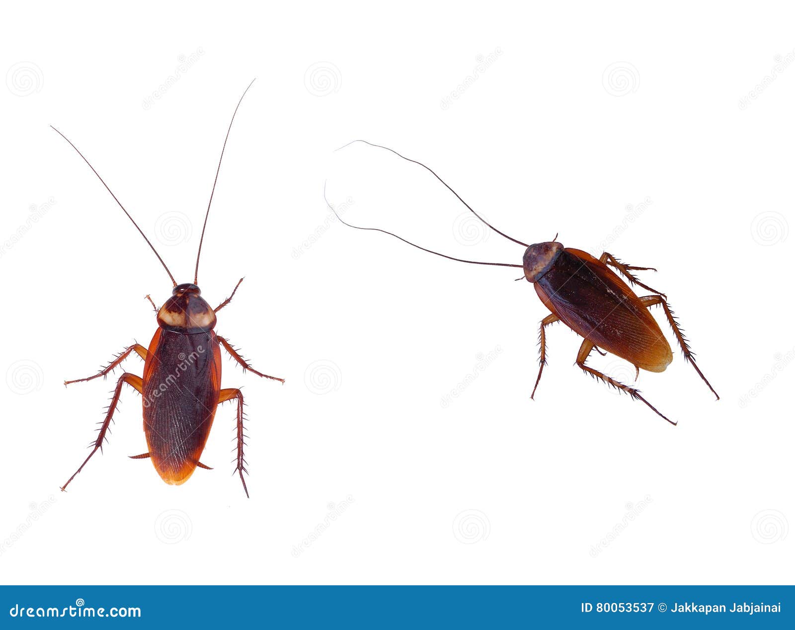 Cockroach Carrier Pathogens Stock Image - Image of closeup, cockroach ...