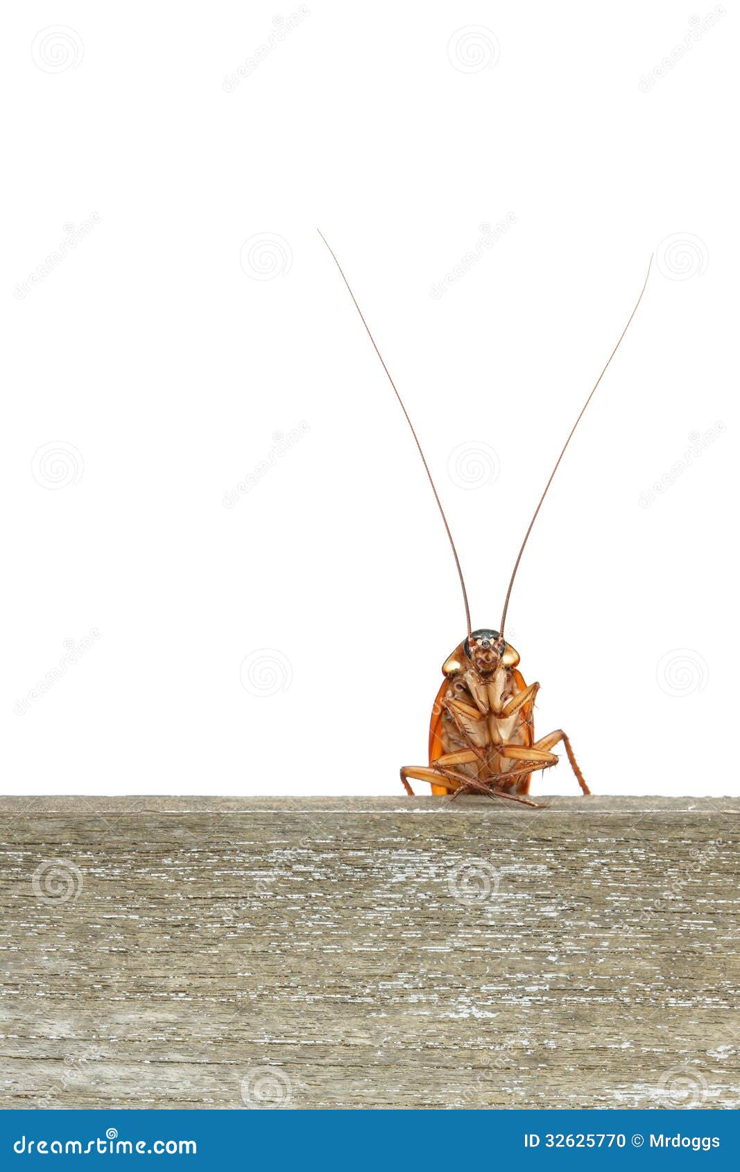 Cockroach Climbing On Keyboard RoyaltyFree Stock Photography