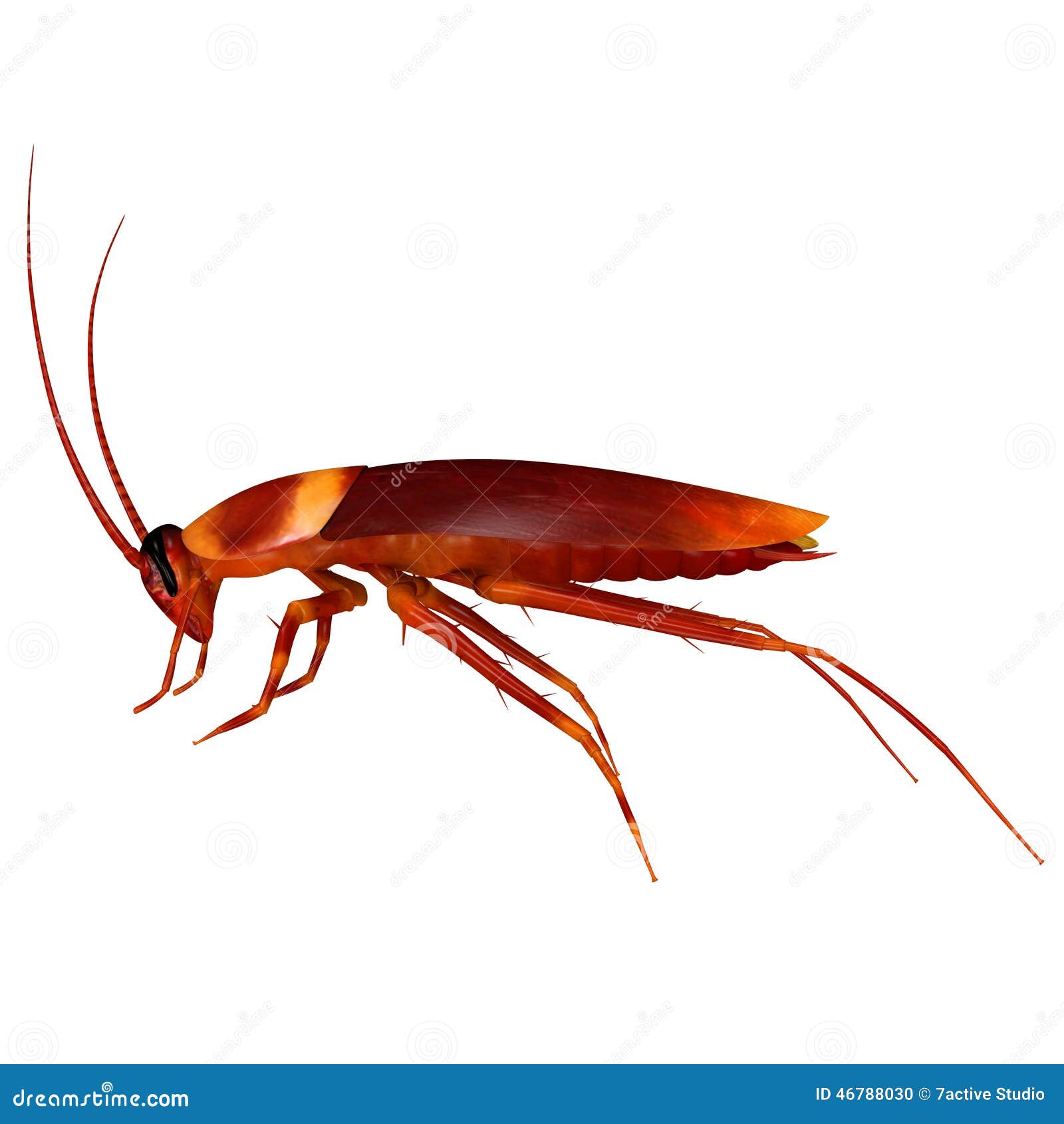 Cockroach stock photo. Image of control, body, american - 46788030