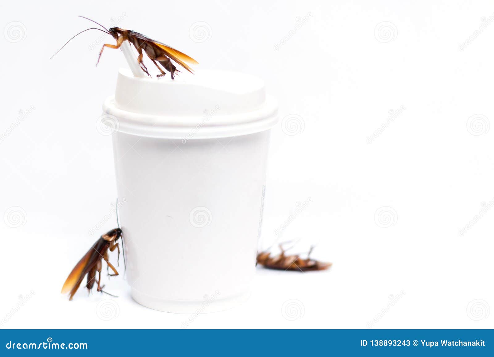 Cockroach on coffee cup stock image. Image of sign, roach 138893243