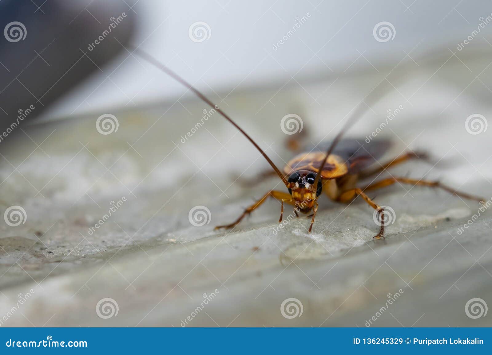 The Cockroach Crawling Around Faucet Stock Image Image of cockroach