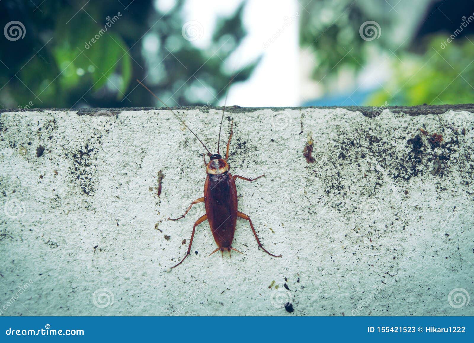 A Cockroach is Crawling Around on the Wall. Stock Image Image of