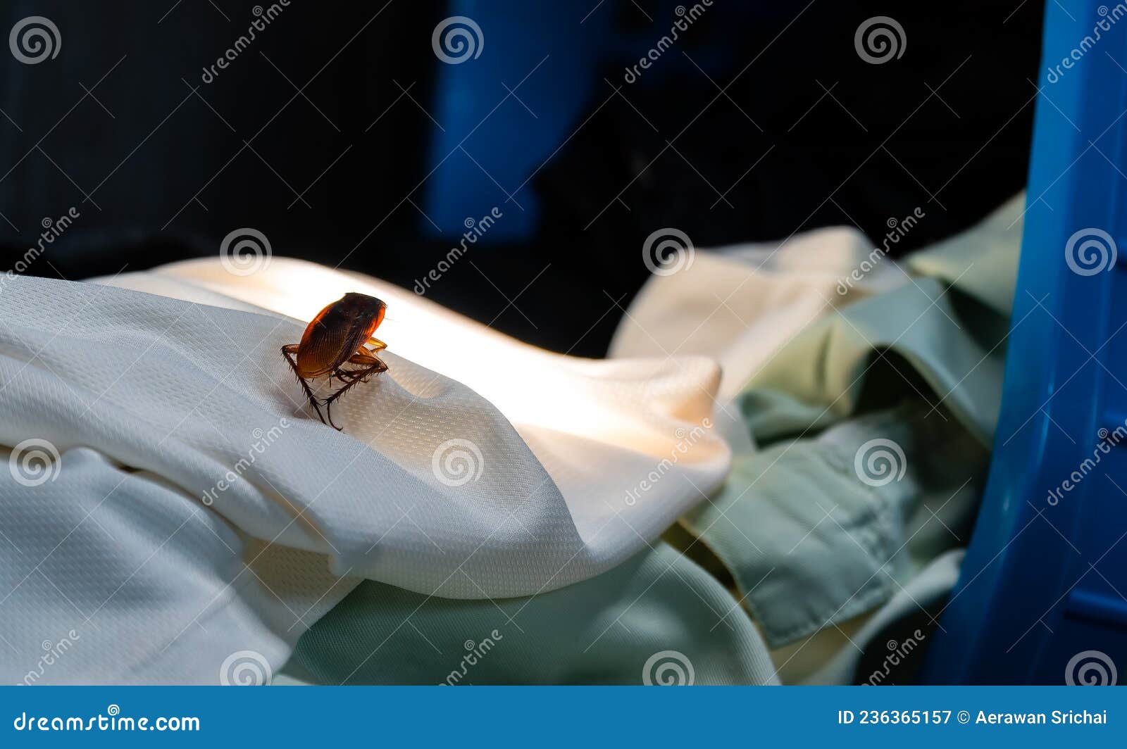 Cockroach Crawling on Clothes. Stock Image Image of close, horror