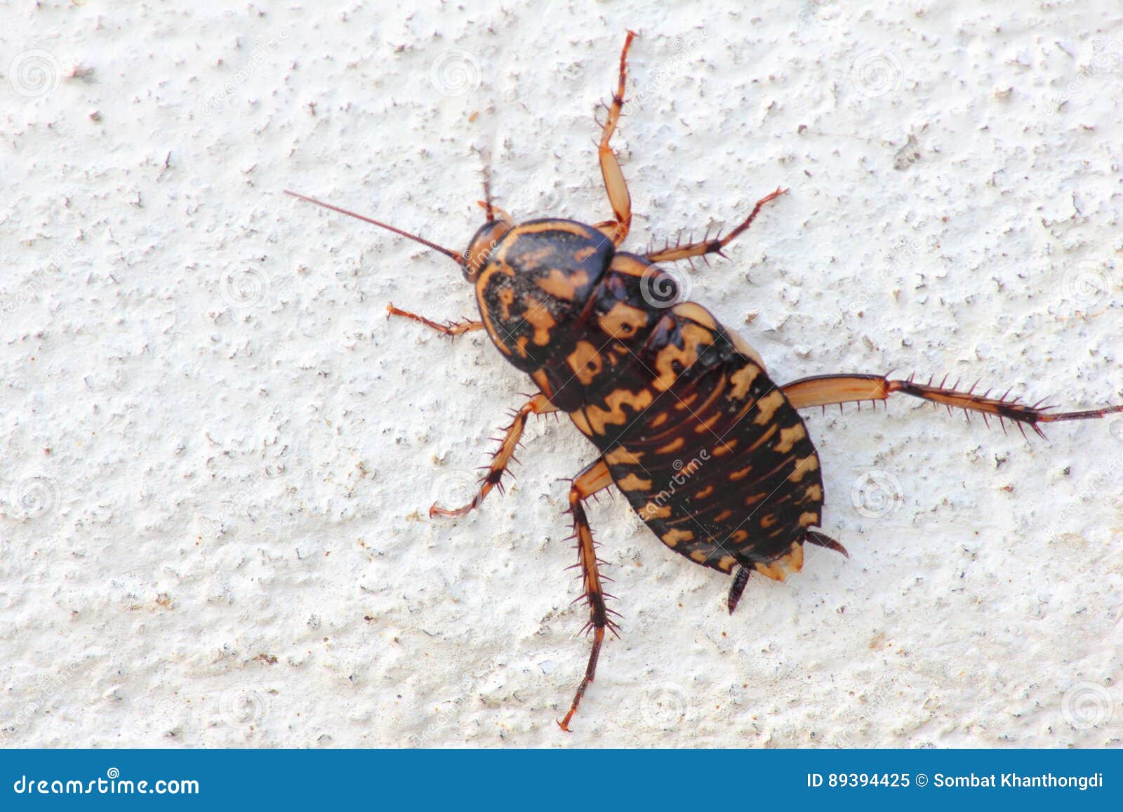 Cockroach stock image. Image of brown, arthropod, animalbody 89394425