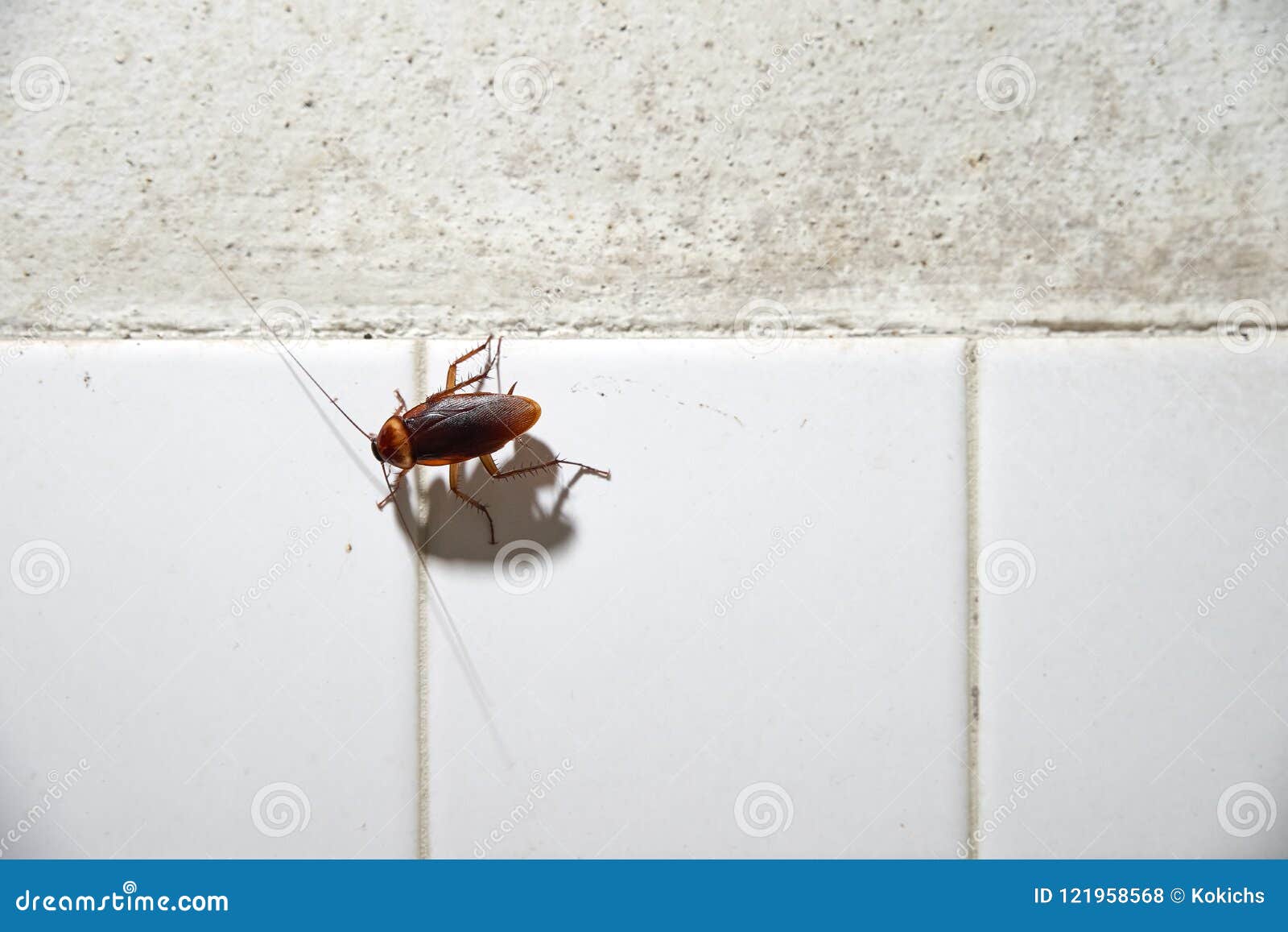 Cockroach Crawling on White Tile Wall Stock Photo Image of house