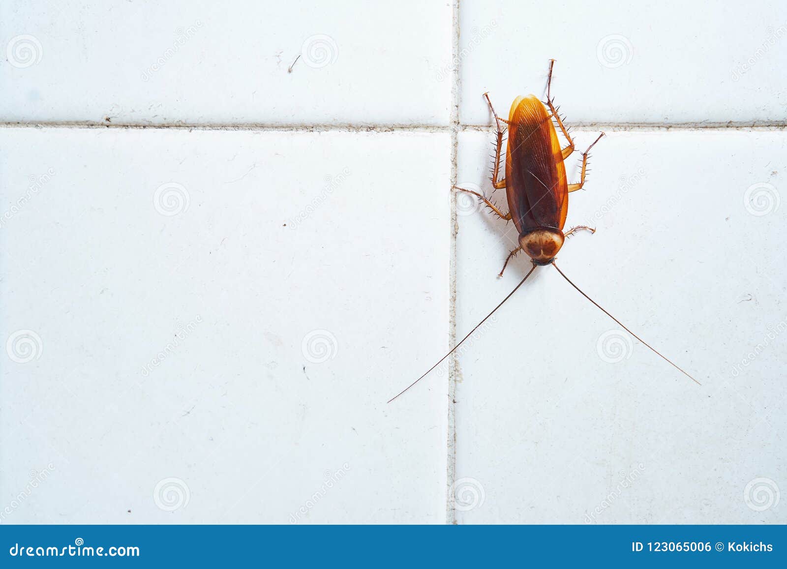 Cockroach Crawling on White Tile Wall Stock Photo Image of home