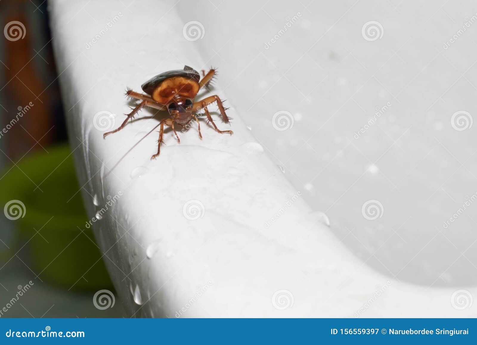 A cockroach dirty toilet stock image. Image of cockroaches 156559397