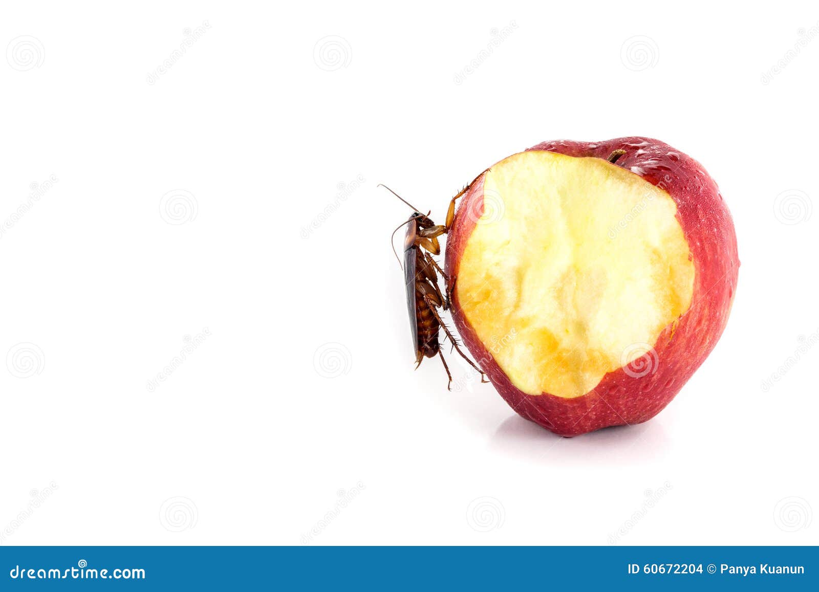 Cockroach Eating On A Red Apple (focus On Cockroach). Image Iso Stock
