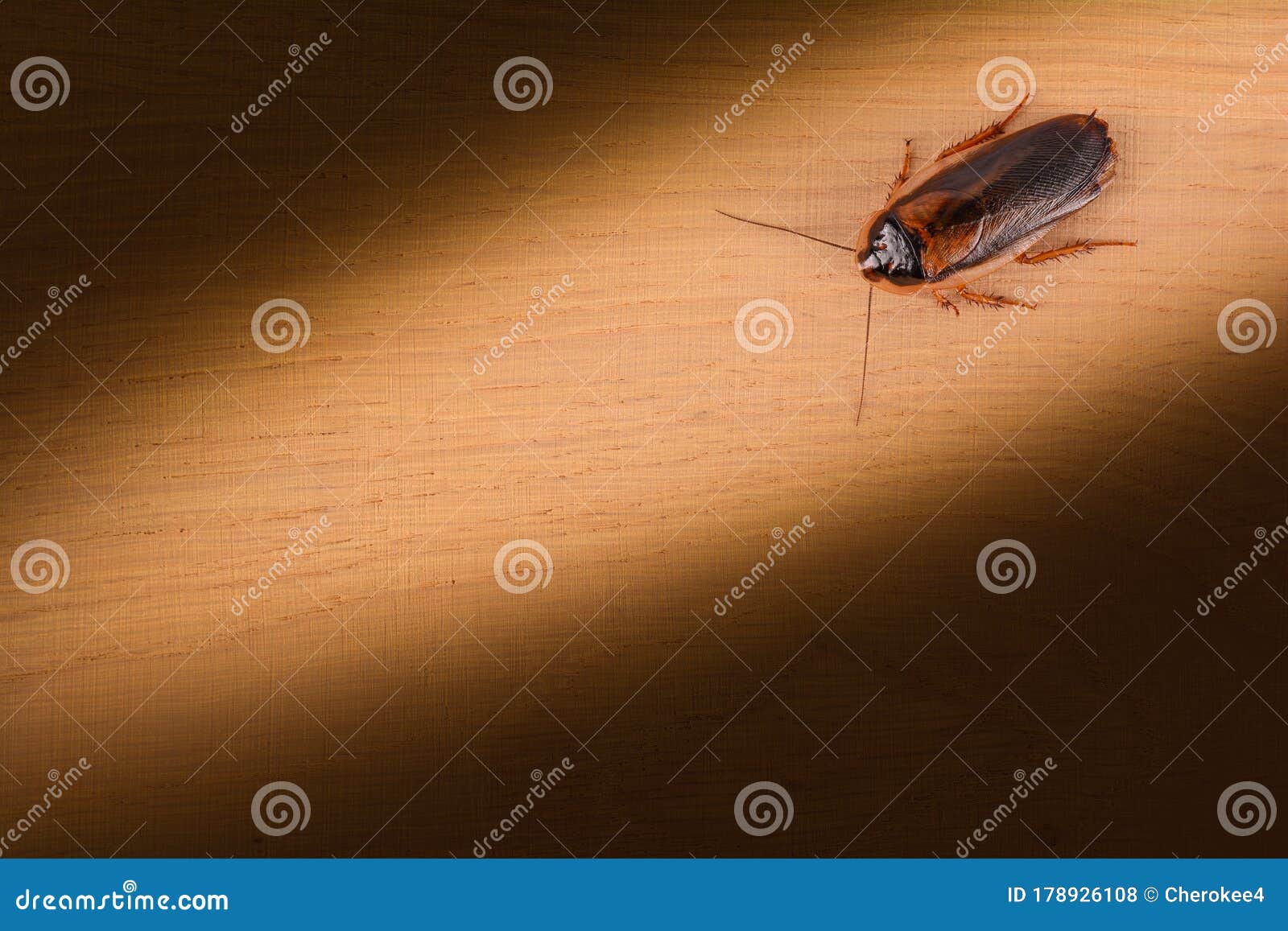 Cockroach Illuminated by a Flashlight on a Wooden Table. Insect Pests