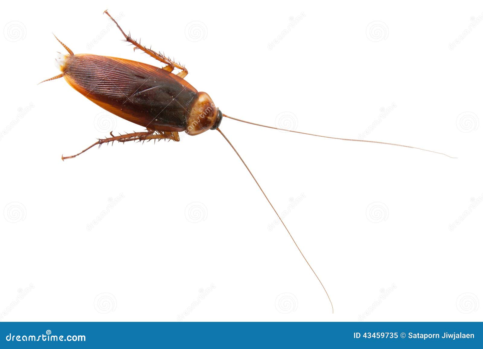 Cockroach stock image. Image of isolated, macro, shot - 43459735