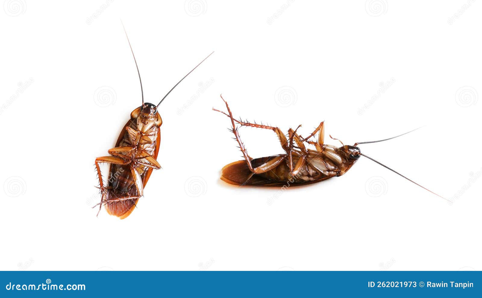 Cockroach Isolated on White Background Top View,Dead Cockroachs Stock ...