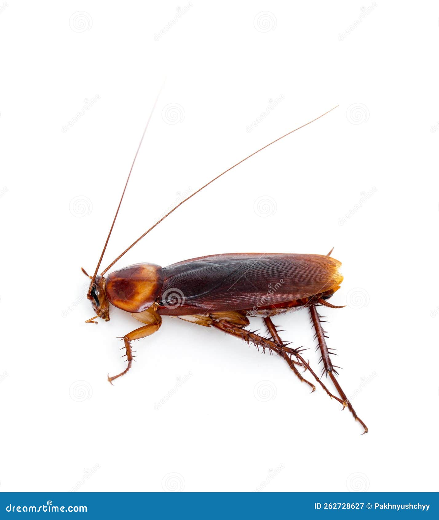 Cockroach Isolated on White Stock Image Image of dirt, dead 262728627