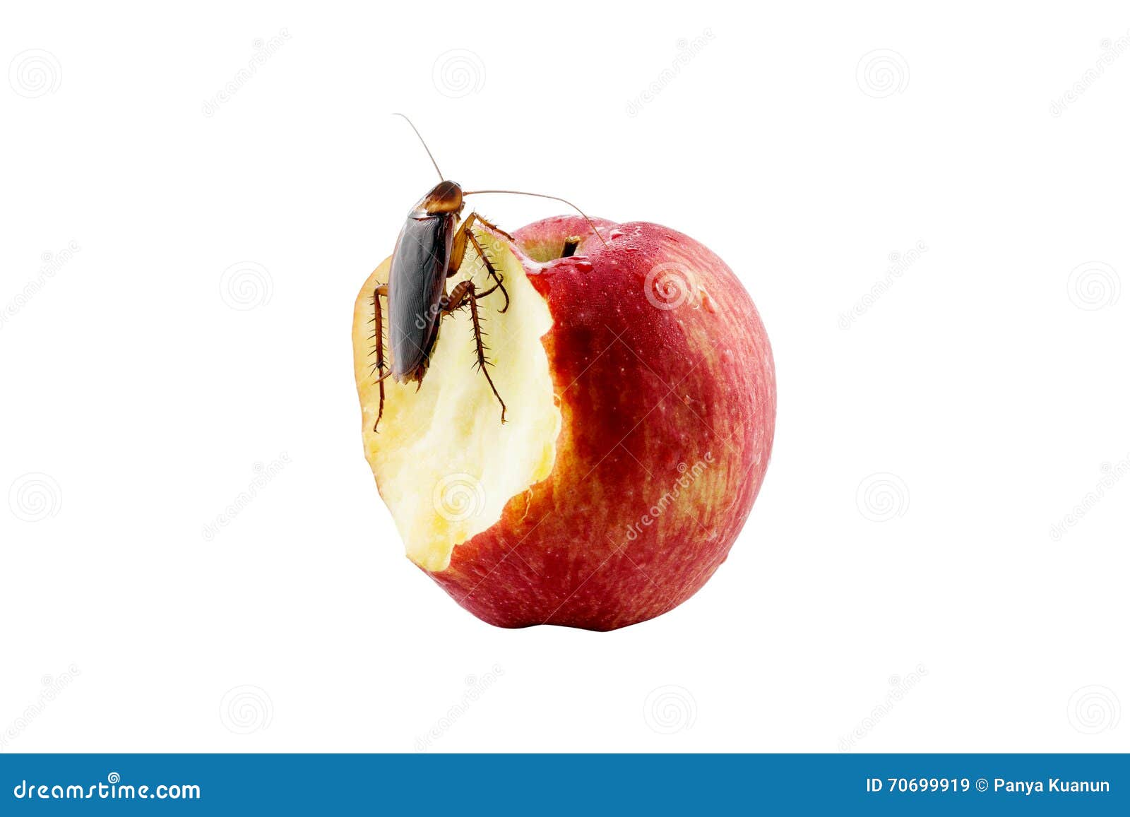 A Cockroach Is Sitting On A Piece Of Bread In A Plate In The Kitchen