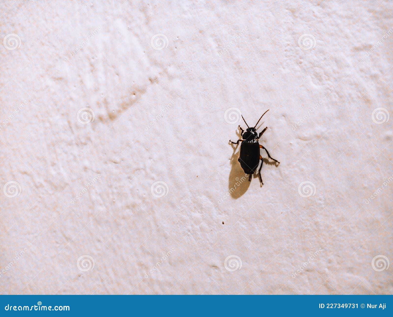 The Cockroach is Sitting on the Wall Stock Image Image of sitting