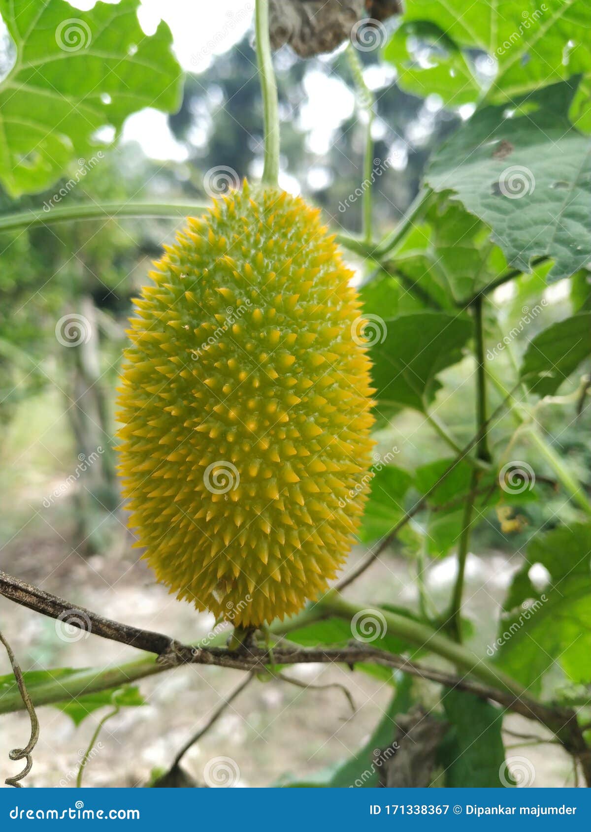 Cockroach Tree Grow a Farmer in Fild Stock Image Image of farmer