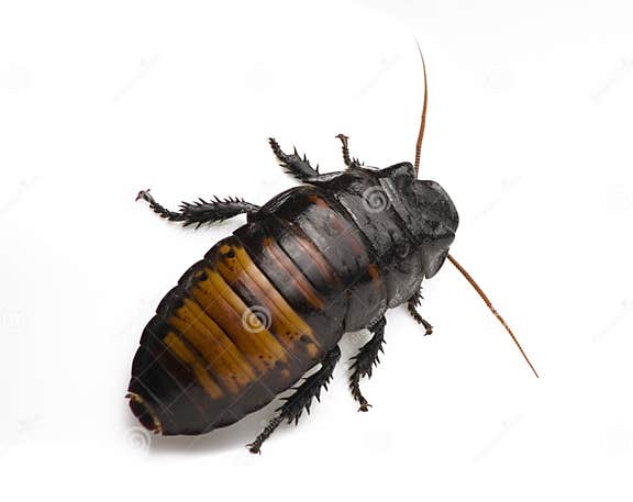 Cockroach on White stock photo. Image of crawling, madagascar - 9710528