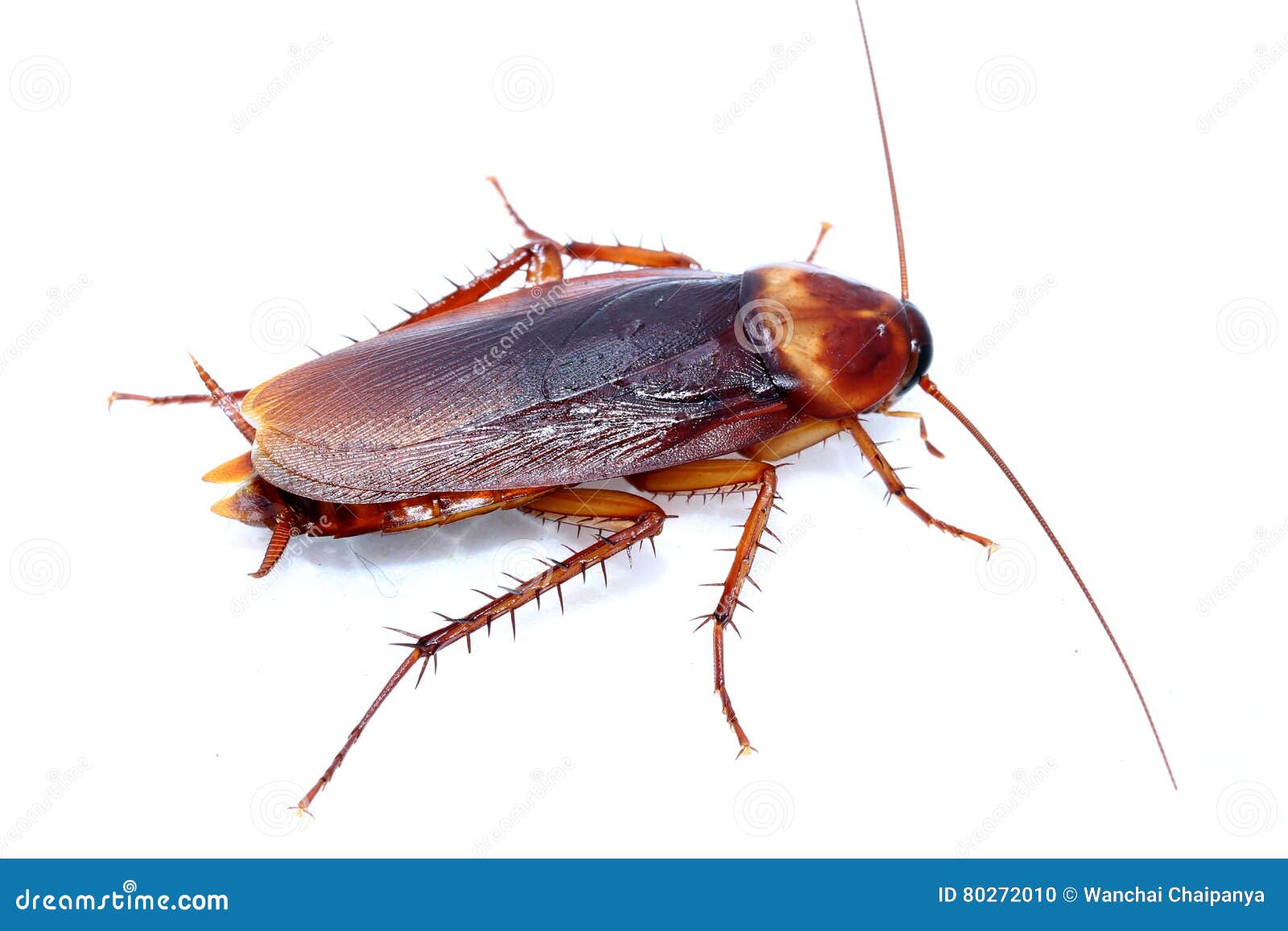 A Cockroach Stock Photo Image Of Insect Black Kill