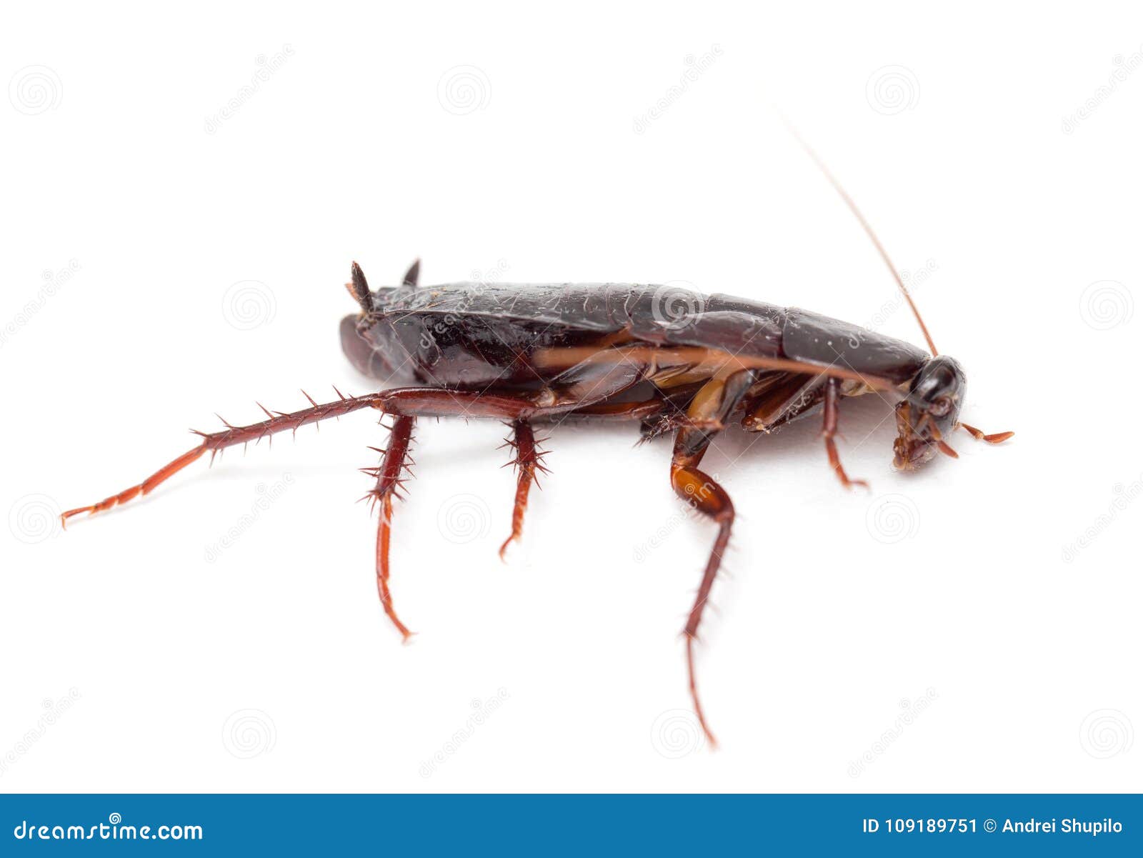 Cockroach on a White Background Stock Image - Image of horizontal ...