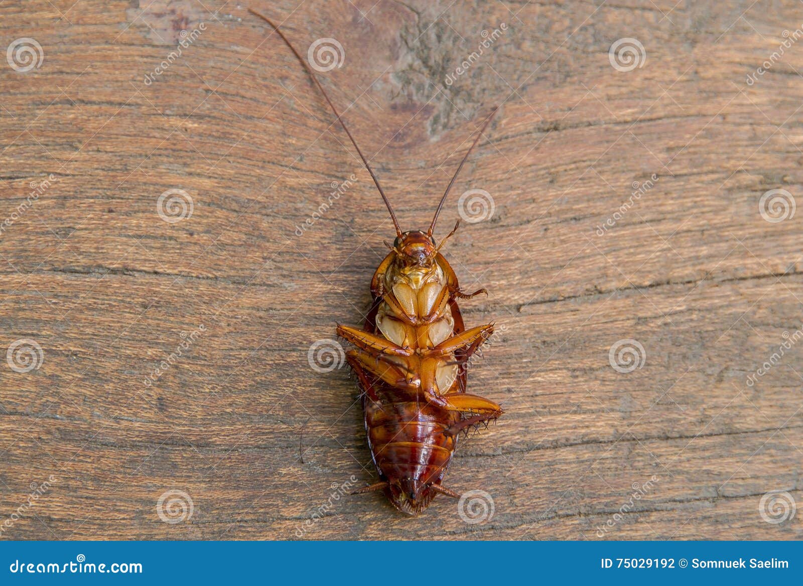 Cockroach on Wood Background.(roach, Cockroach) Stock Photo Image of