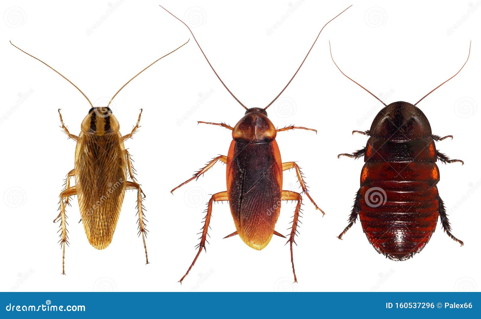 Cockroaches stock photo. Image of parasite, germanica - 160537296