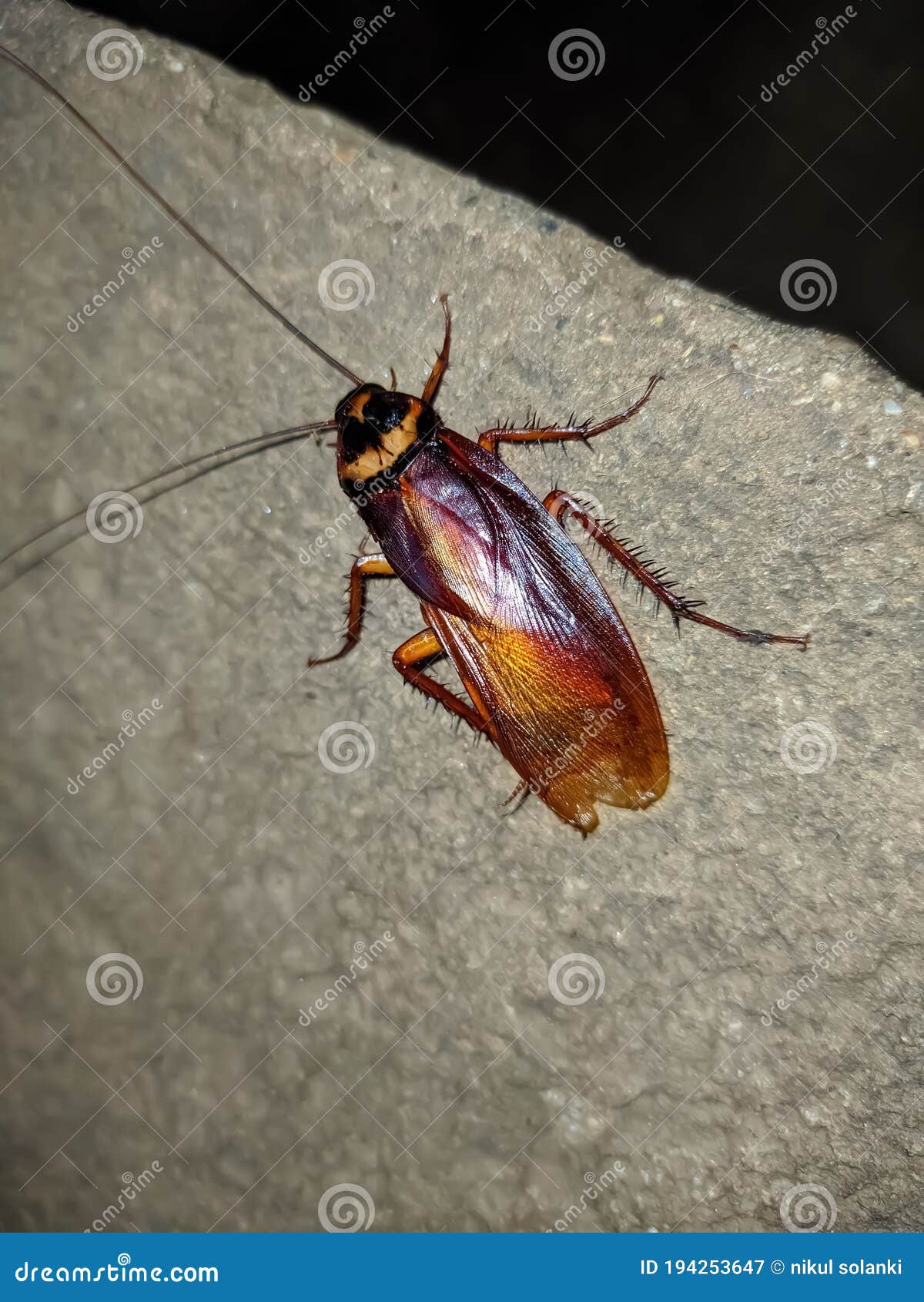 Cockroaches are Insects of the Order Blattodea, Which Also Includes