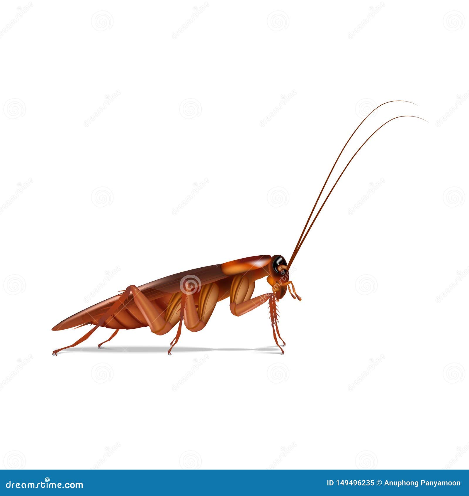 Cockroaches Side Vector Isolate on White Background Stock Vector ...