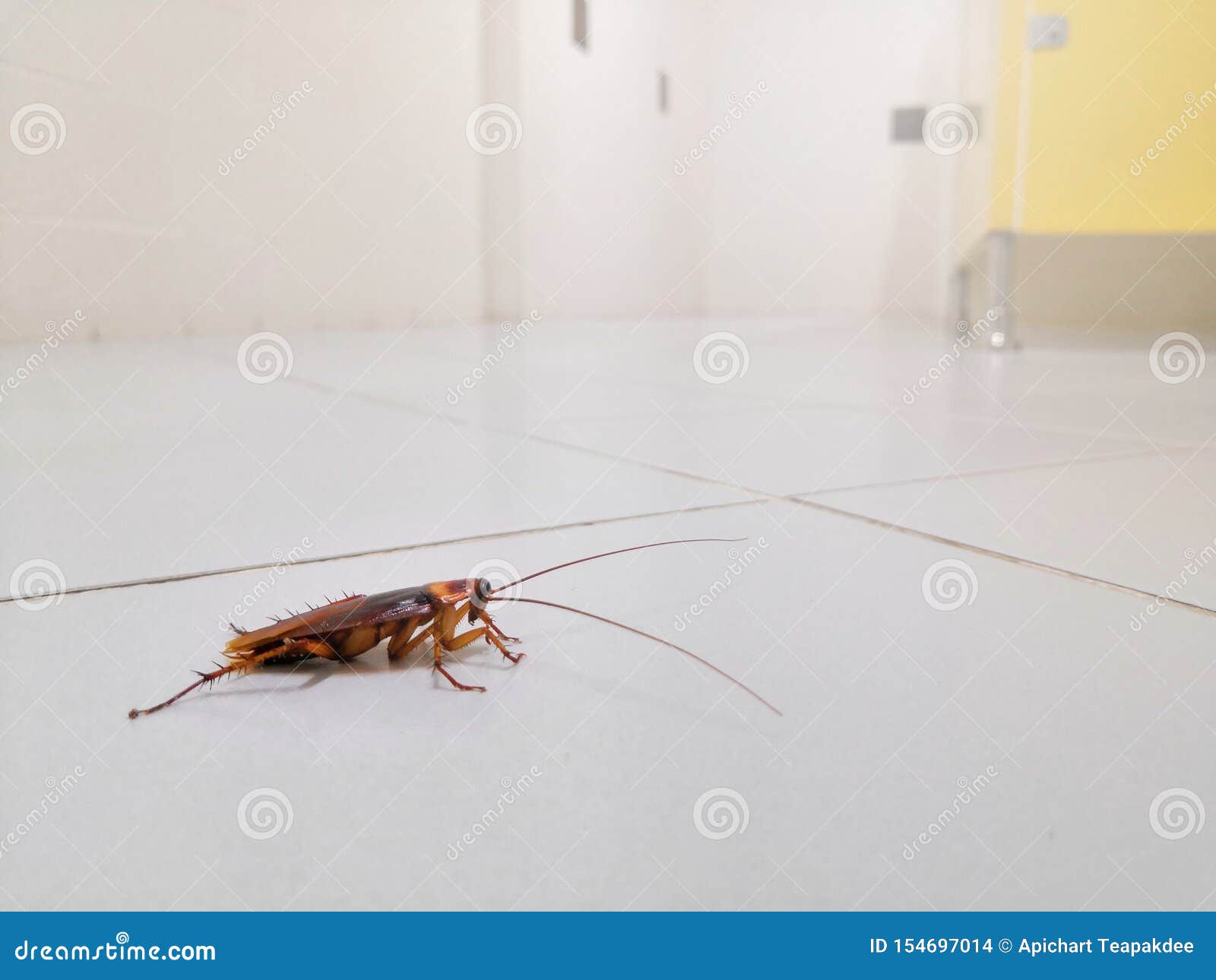 Cockroaches in toilet stock photo. Image of cockroach 154697014