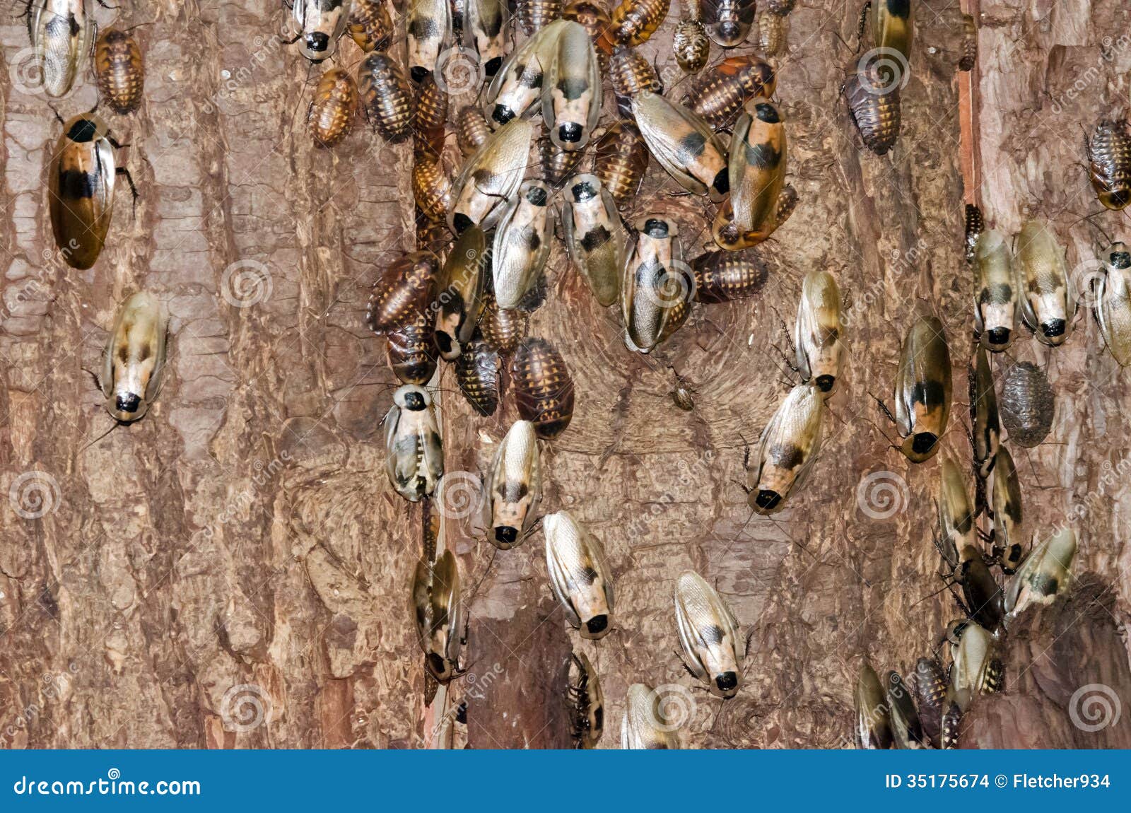 Cockroaches on tree bark stock photo. Image of antennae 35175674