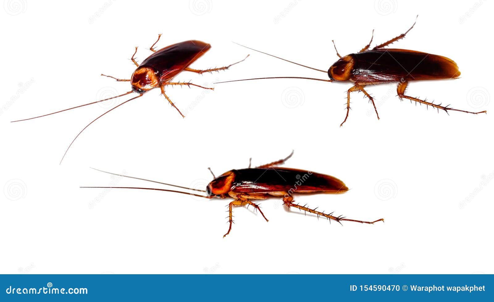 Cockroaches on a White Background Stock Photo - Image of home ...