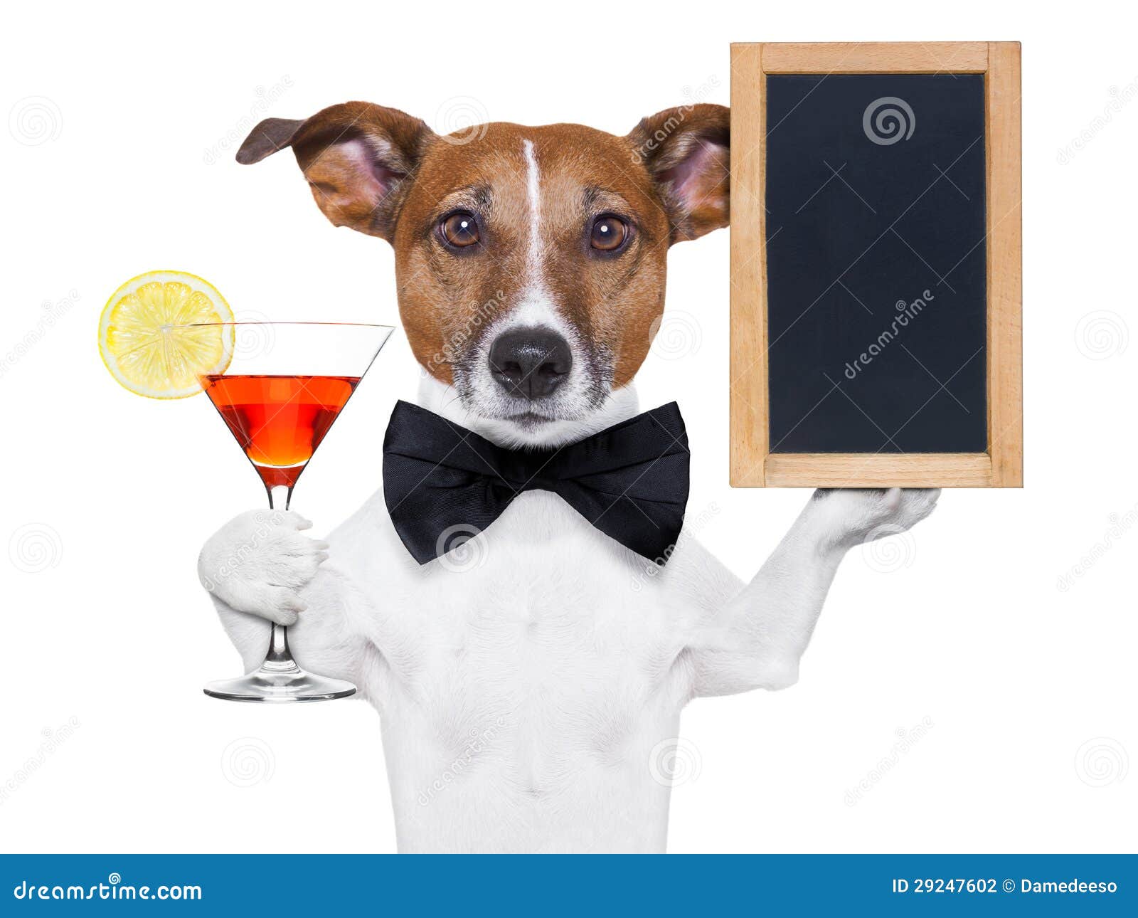 Cocktail Dog with Blackboard Stock Photo Image of elegant, background 29247602