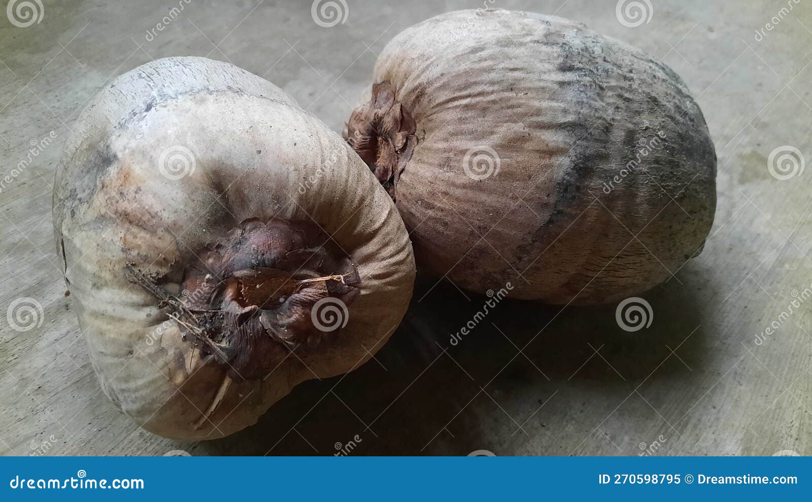 Coco De Coco De Costra Que Se Ha Secado Para Replantar Imagen de