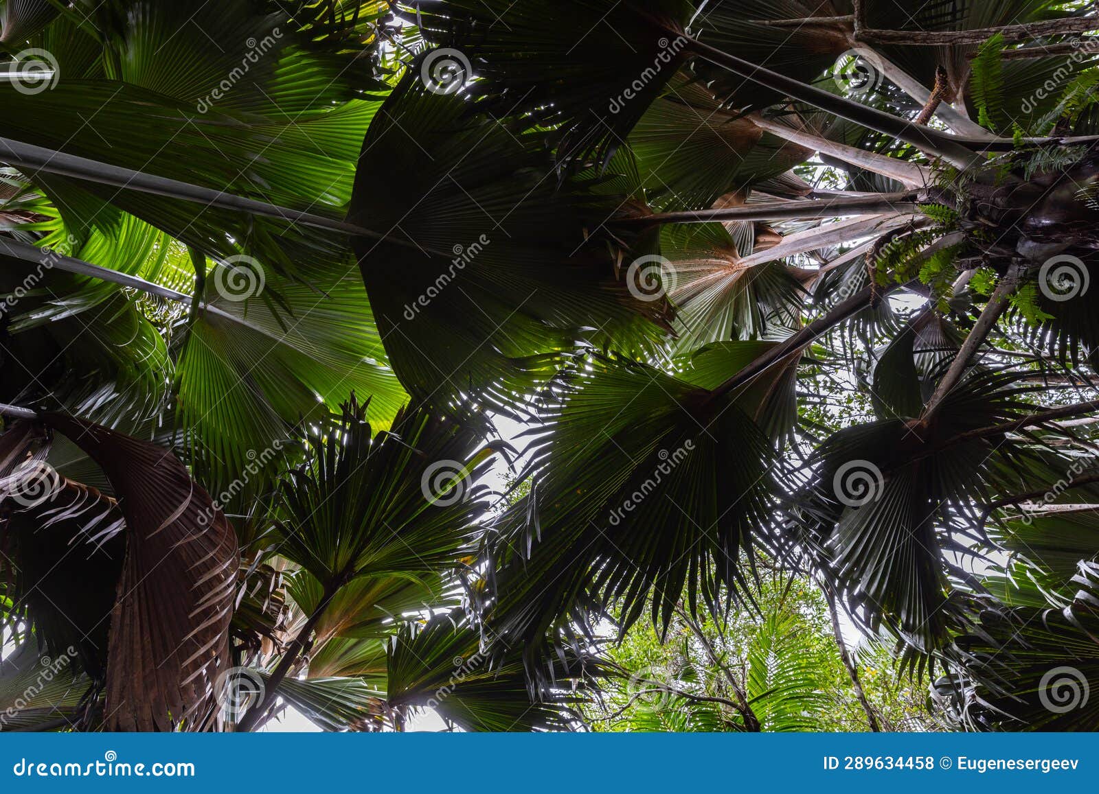 Coco De Mer Palm Trees, Lodoicea. Vallee De Mai, Praslin Island Stock ...