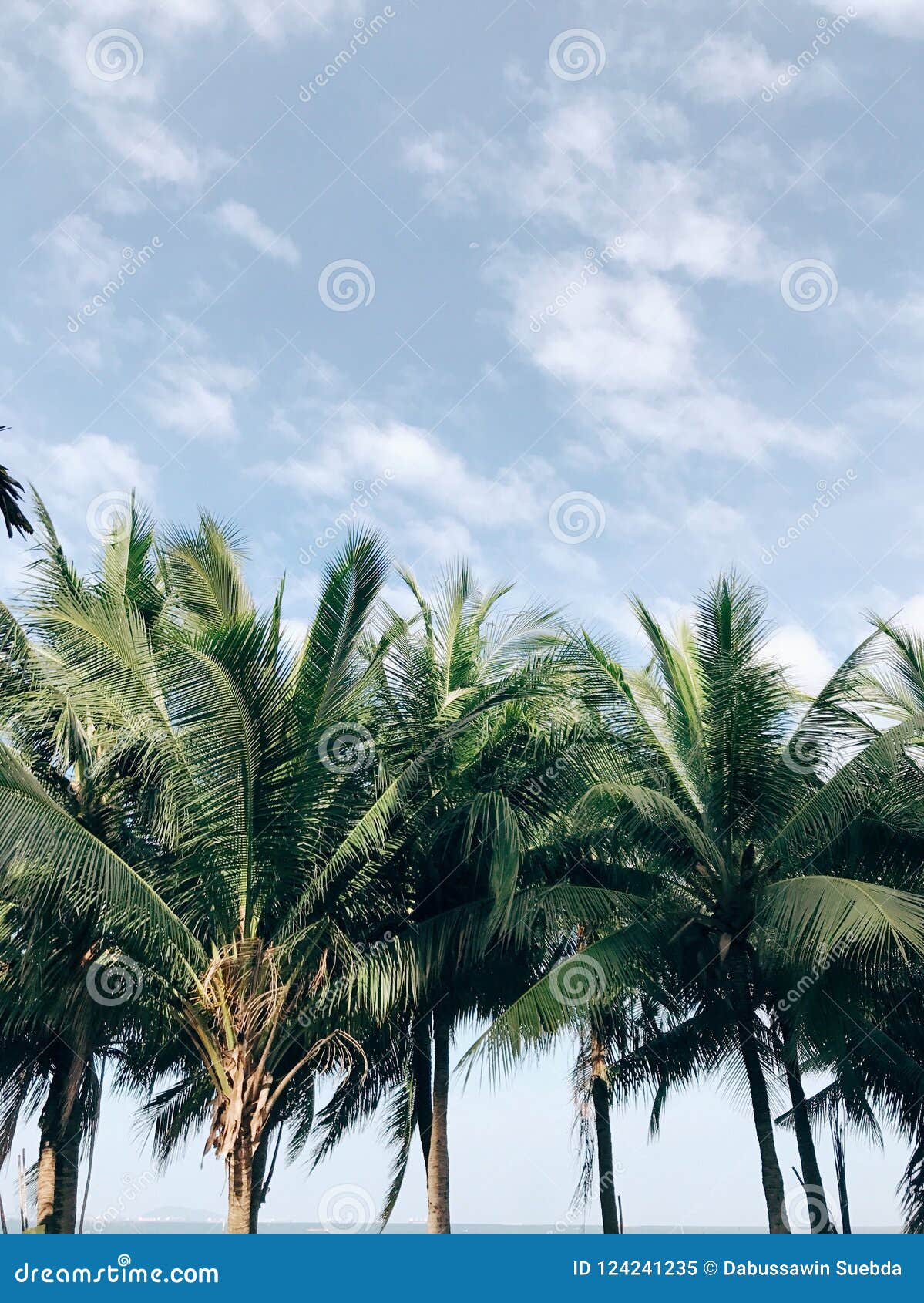 Coco tree stock image. Image of coco, cool, tree, coconut - 124241235