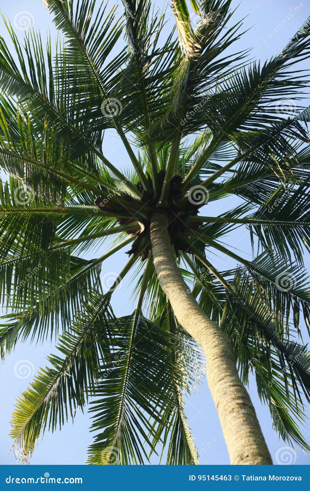 Coco-trees stock image. Image of paradise, journey, island - 95145463