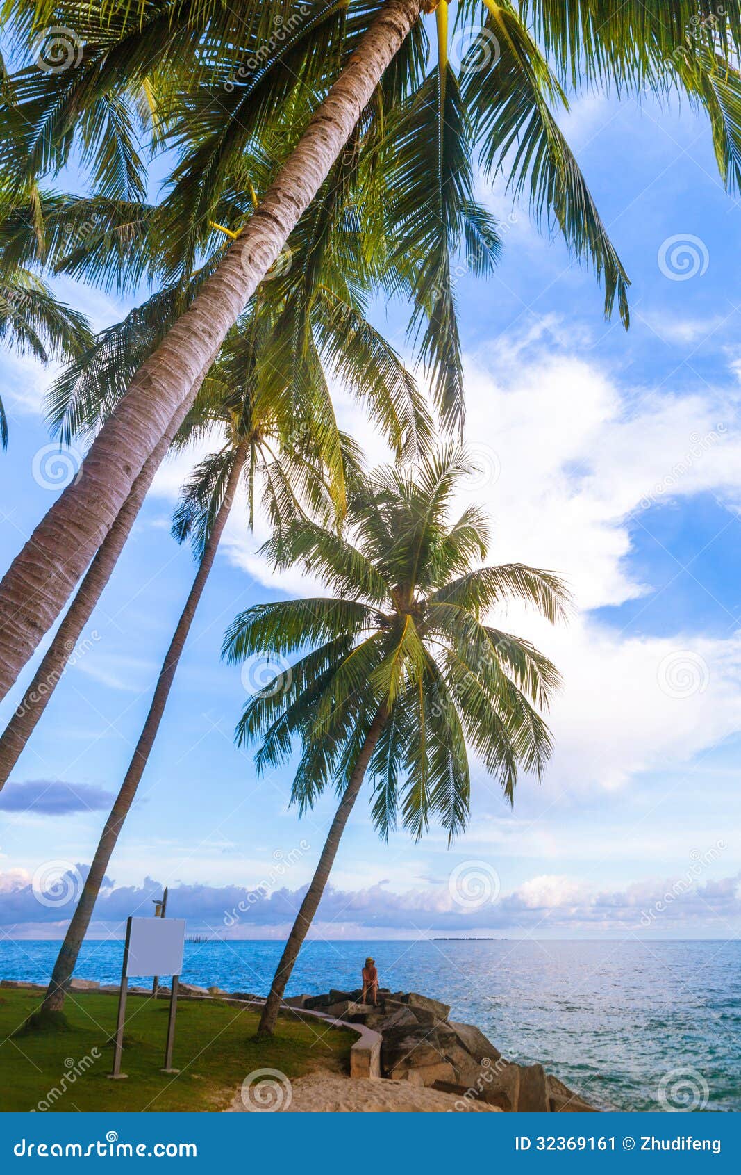 Coco trees stock image. Image of arecales, water, coast - 32369161