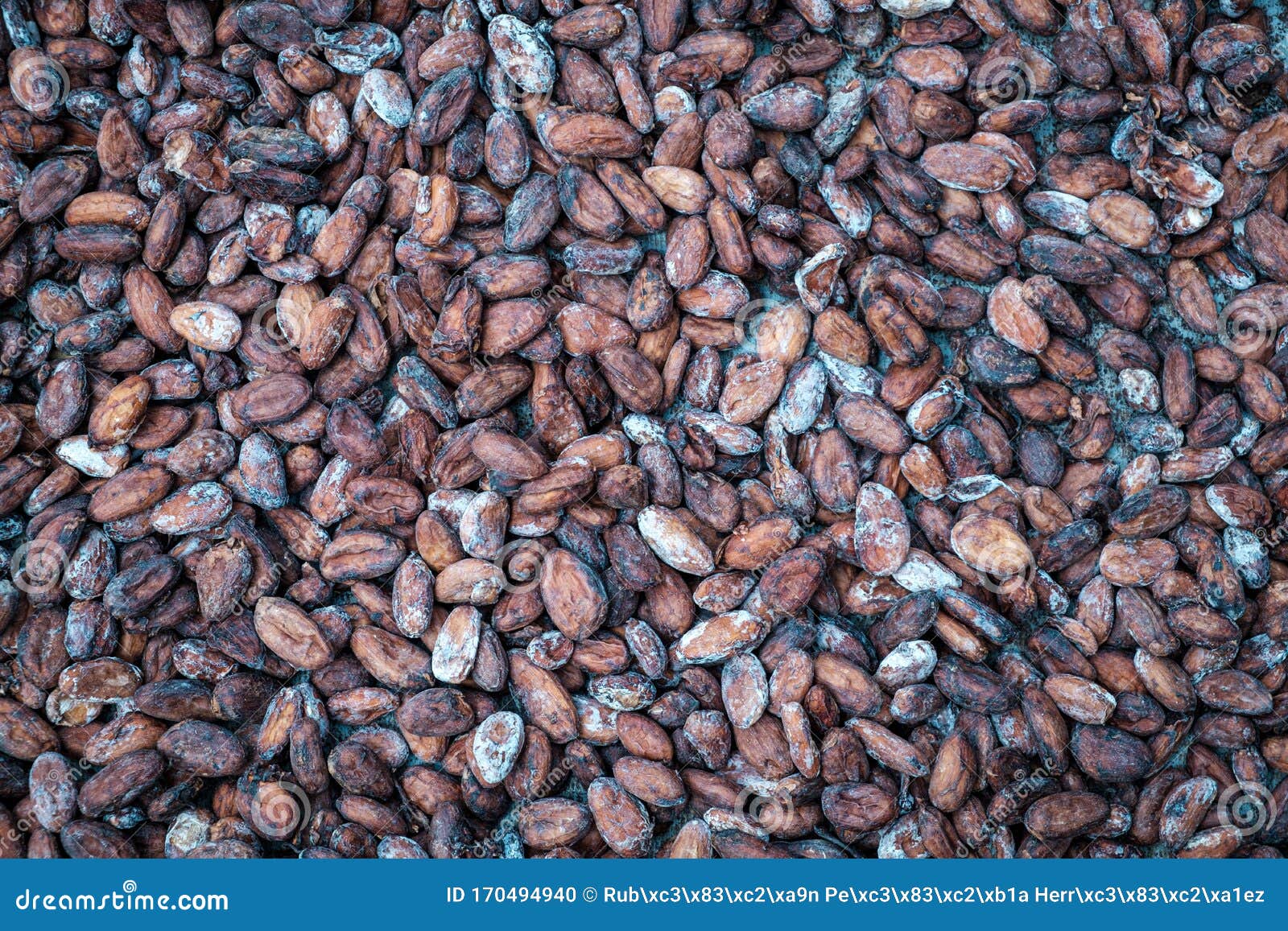 Cocoa Bean Drying at Sun after Roasted in Farm in the Jungle Stock