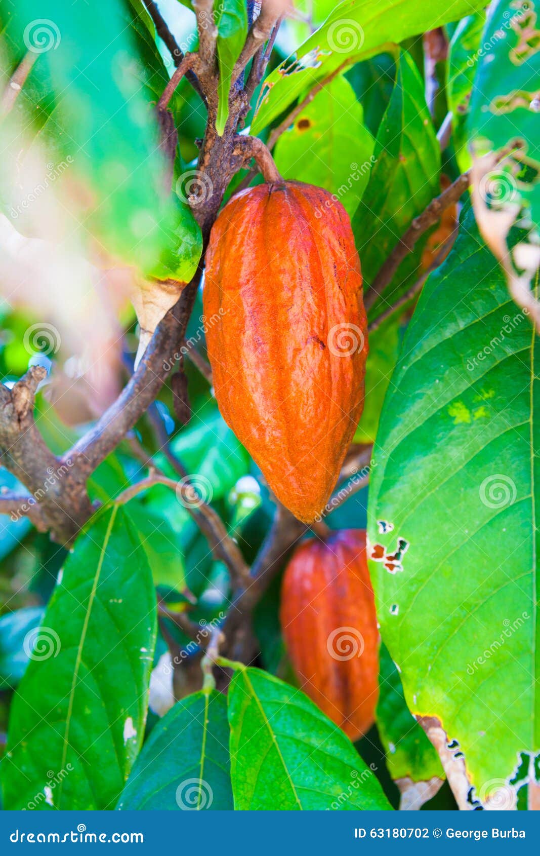 Cocoa Bean in Fruit on Tree Stock Photo Image of agriculture, kauai 63180702