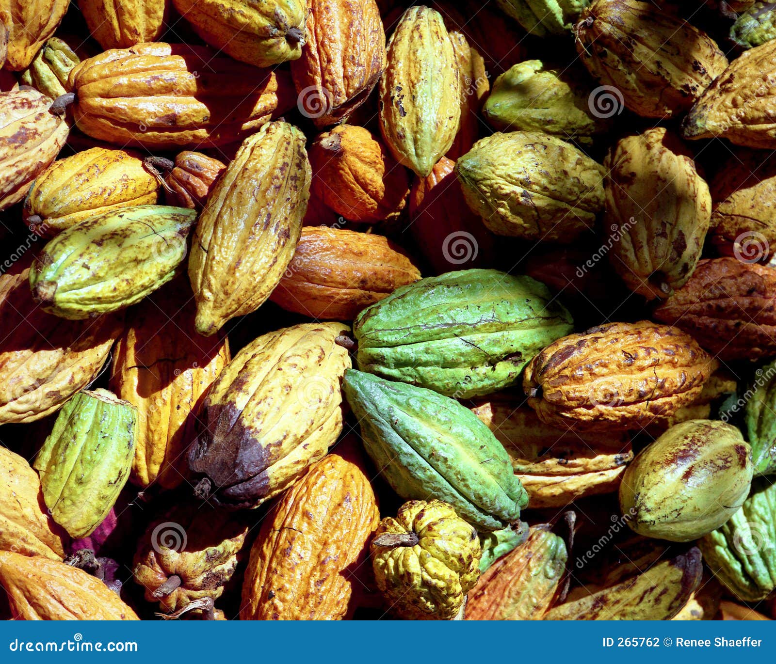 Cocoa beans stock photography image 265762