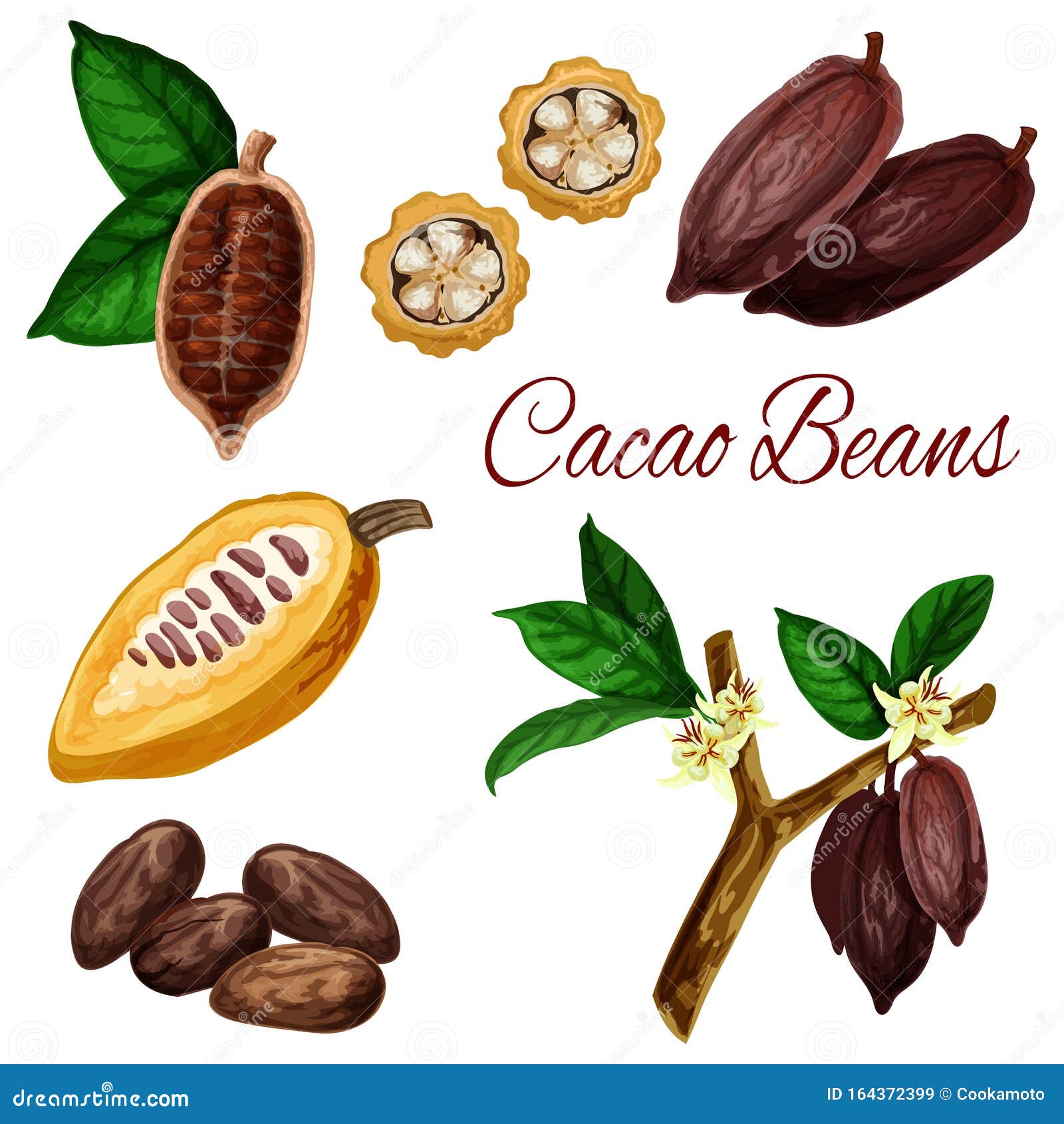 cocoa beans, cacao pod plant, chocolate ingredient