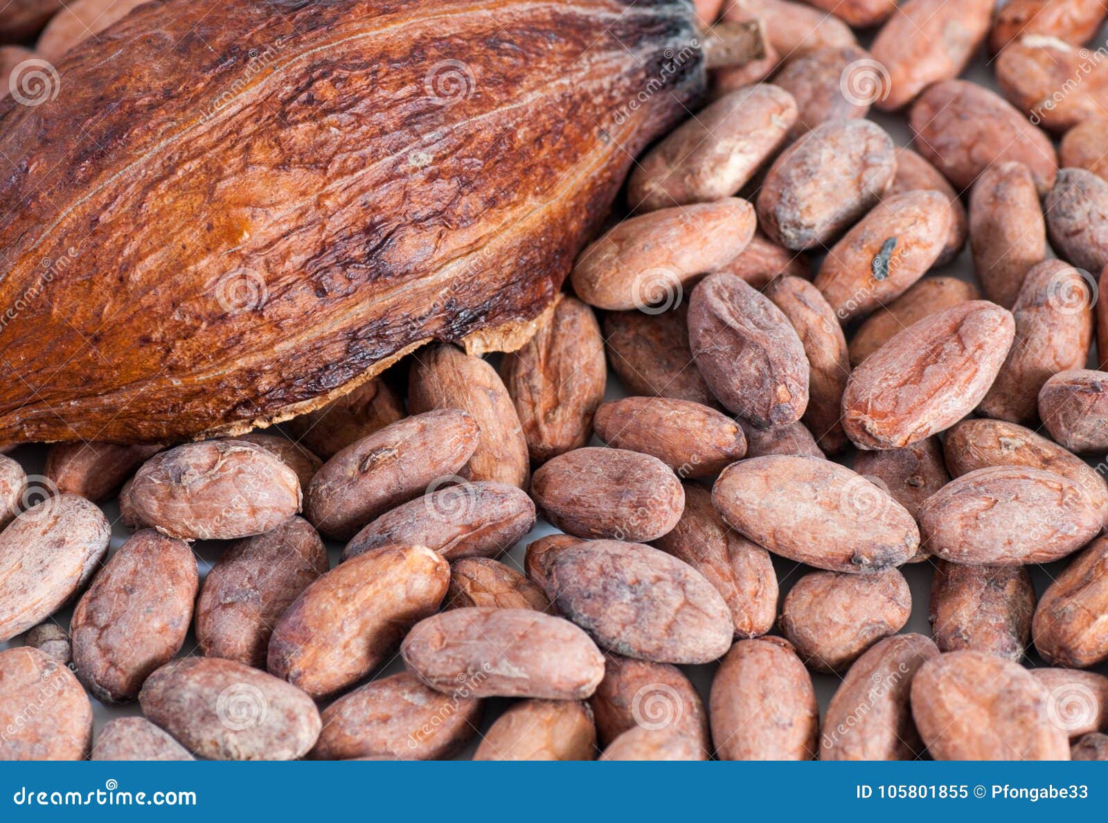 Cocoa Beans and Cocoa Fruit Close Up Stock Image Image of cocoa