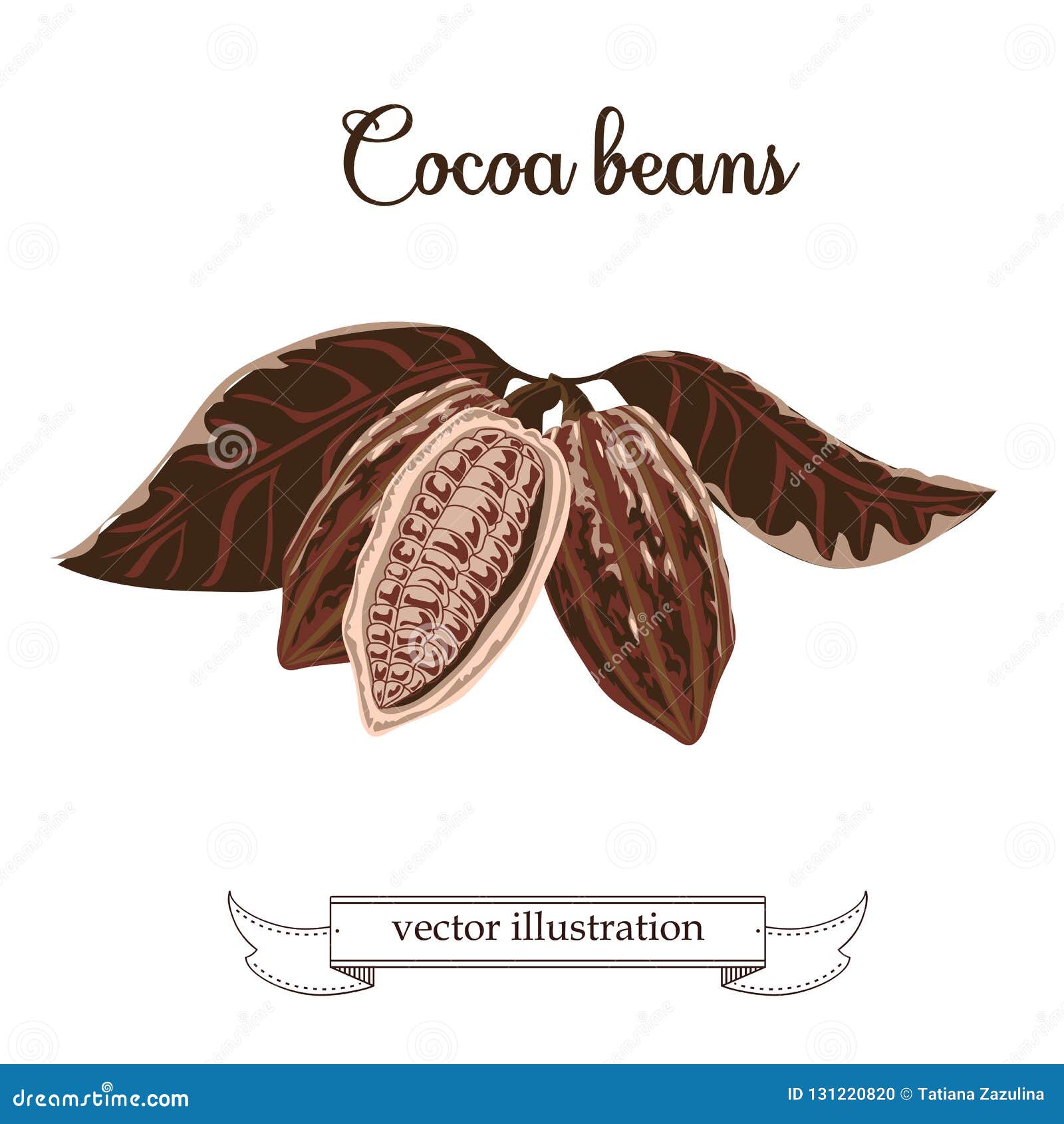 Cocoa Beans Illustration. Chocolate Cocoa Beans. Vector Illustration