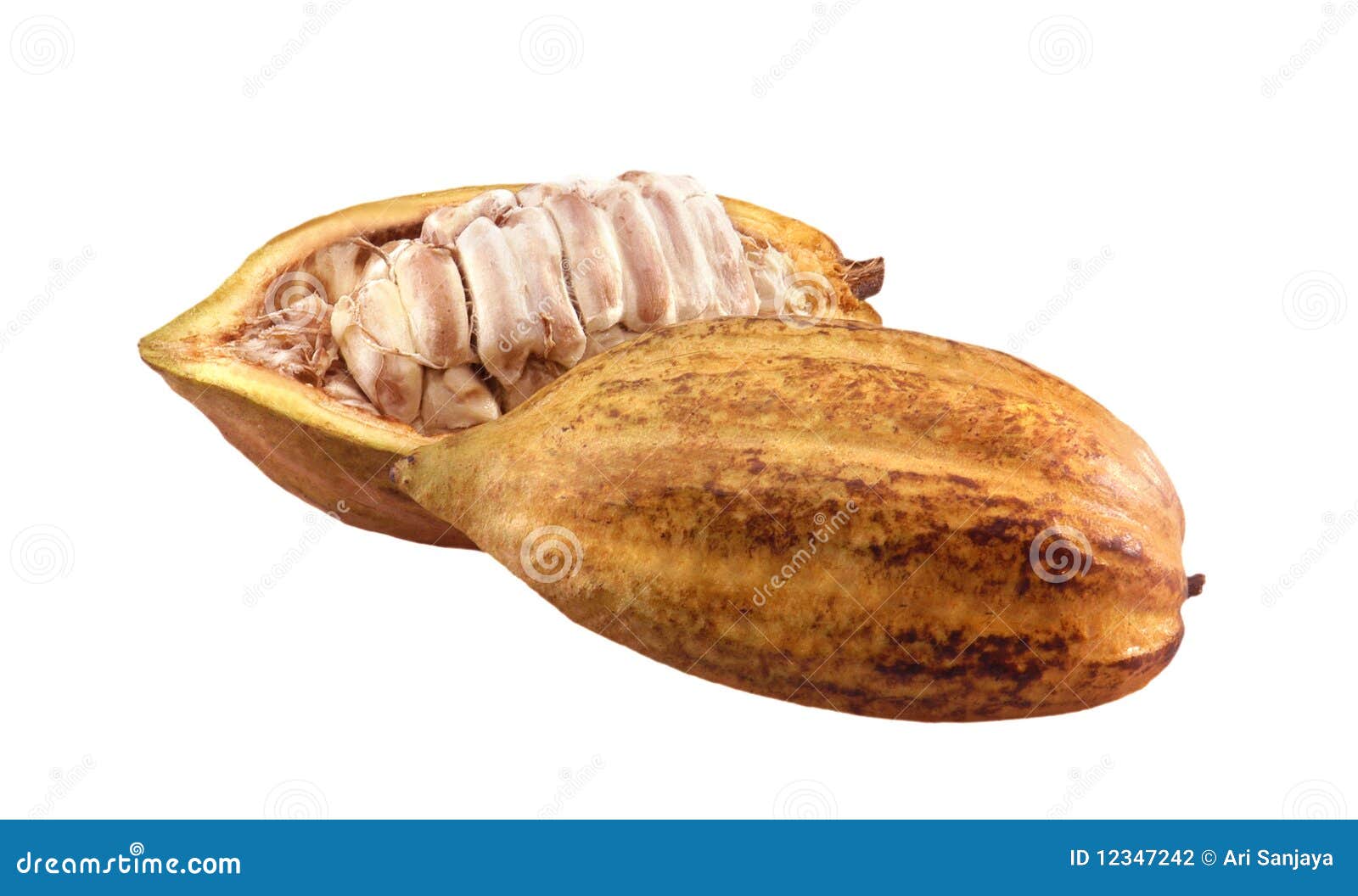 Cocoa fruit stock photo. Image of tropical, plant, exotic 12347242