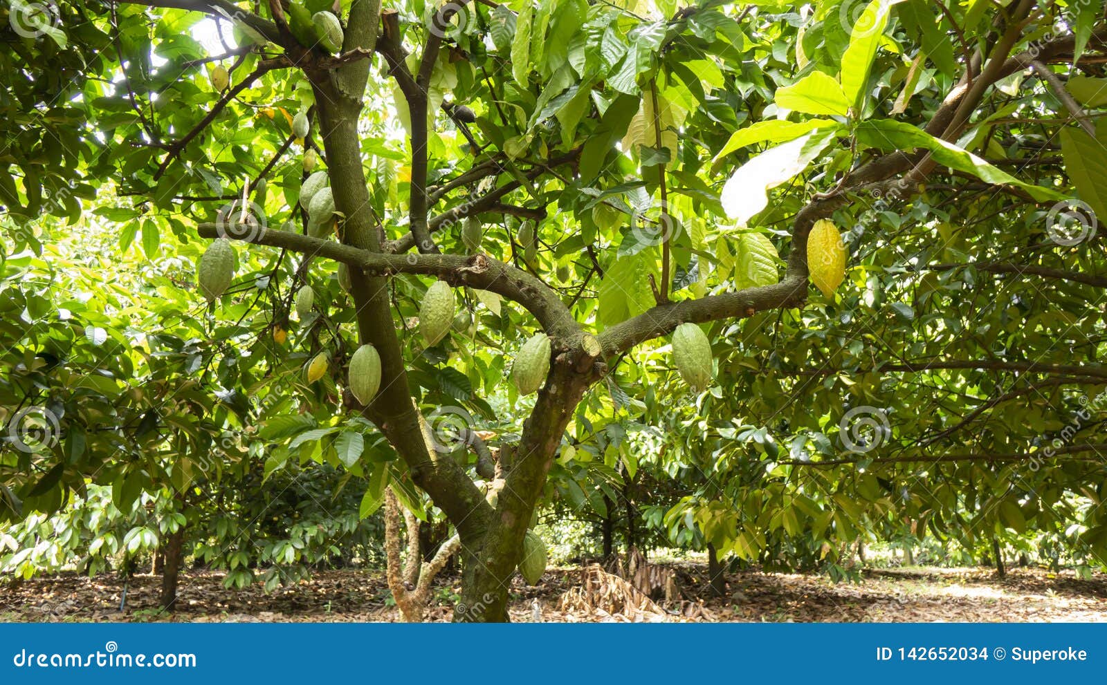 15,771 Cocoa Plant Stock Photos Free & RoyaltyFree Stock Photos from