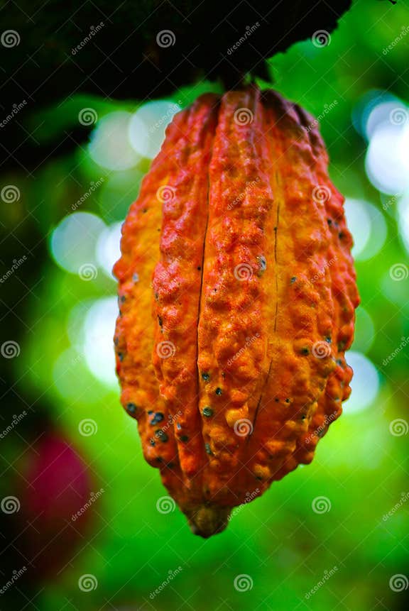 Cocoa Fruit in the Tree. Cocoa Pods in Tree, Stock Image Image of