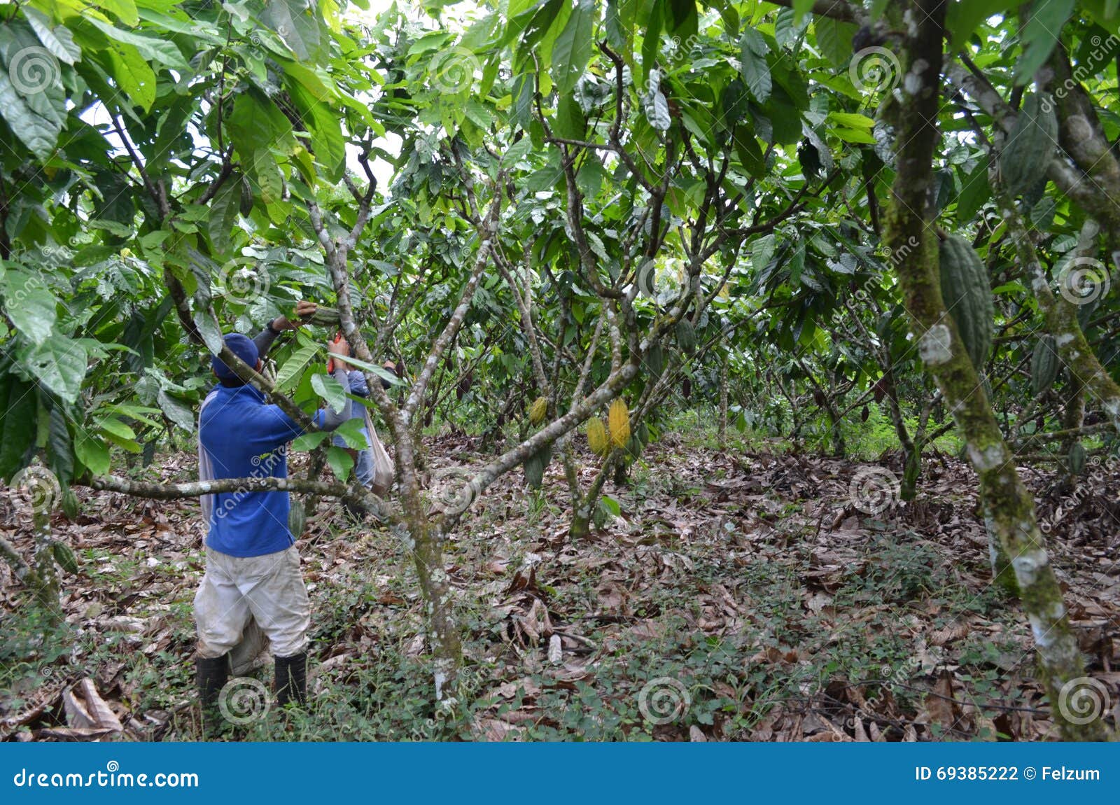 Cocoa plantation editorial photography. Image of chocolat 69385222