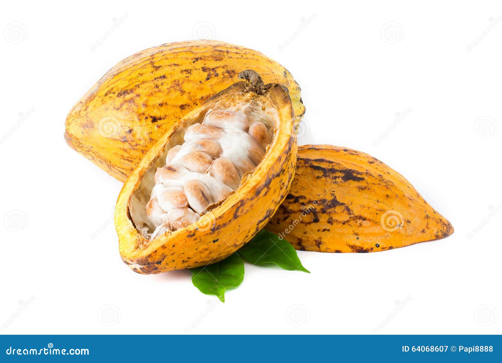 cocoa pod on a white background.